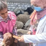 تحصين 134 ألف رأس ماشية في أسيوط لحماية الثروة الحيوانية