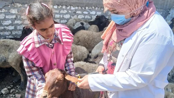 تحصين 134 ألف رأس ماشية في أسيوط لحماية الثروة الحيوانية