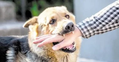 إصابة فتاة نتيجة عقر كلب في الشيخ زايد