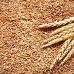 قفزة أسعار القمح الأمريكي بسبب مخاوف الجفاف