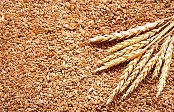 قفزة أسعار القمح الأمريكي بسبب مخاوف الجفاف