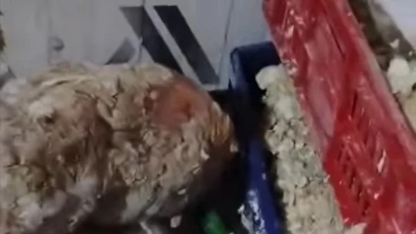 ضبط 5.5 أطنان لحوم غير صالحة للاستهلاك بالقليوبية