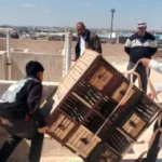 إزالة عاجلة لعش الحمام المخالف في أكتوبر الجديدة