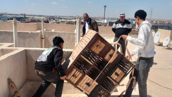 إزالة عاجلة لعش الحمام المخالف في أكتوبر الجديدة