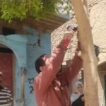 أكواد تعريفية لأشجار 100 مليون شجرة في أسيوط