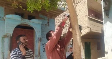 أكواد تعريفية لأشجار 100 مليون شجرة في أسيوط