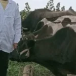 تحصين 255 ألف رأس ماشية في كفر الشيخ