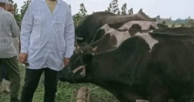 تحصين 255 ألف رأس ماشية في كفر الشيخ