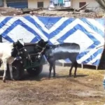 انطلاق الحملة القومية للتحصين ضد الحمى القلاعية ببني سويف