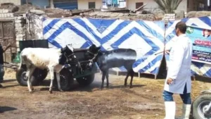 انطلاق الحملة القومية للتحصين ضد الحمى القلاعية ببني سويف