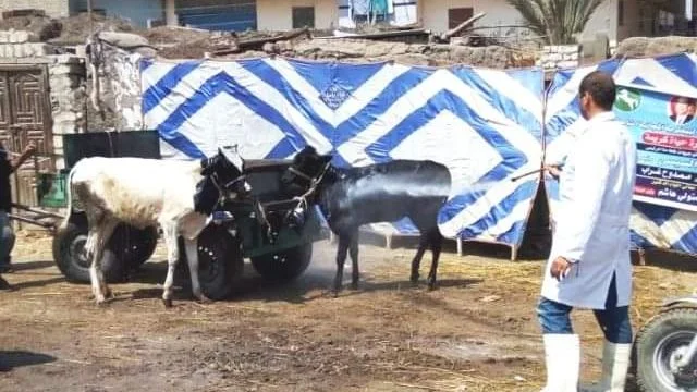 انطلاق الحملة القومية للتحصين ضد الحمى القلاعية ببني سويف