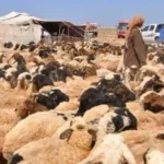 موسم جز صوف الأغنام في مطروح