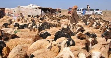 موسم جز صوف الأغنام في مطروح