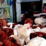 استقرار أسعار الدواجن في أسوان 26 أبريل 2026