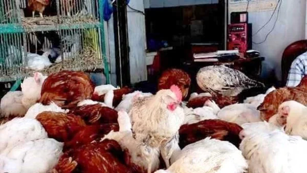 استقرار أسعار الدواجن في أسوان 26 أبريل 2026