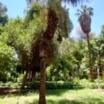 نخلة الدوليب: كنز استوائي في أسوان