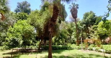 نخلة الدوليب: كنز استوائي في أسوان