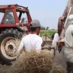 الحصاد يفرح المزارعين في كفر الشيخ