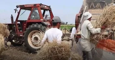 الحصاد يفرح المزارعين في كفر الشيخ