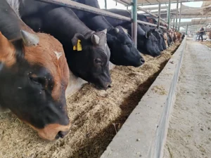 أسعار الأضاحي ترتفع قبل عيد الأضحى في مصر