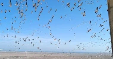 صراع الكنوز الطائرة على سواحل مصر