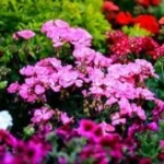 تصميمات غريبة ومعرفة زراعية في معرض زهور الربيع