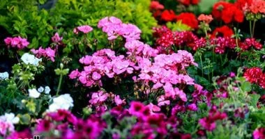 تصميمات غريبة ومعرفة زراعية في معرض زهور الربيع