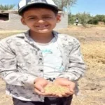 حصاد 24 ألف فدان من القمح في الشرقية