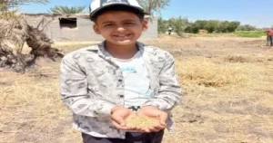 حصاد 24 ألف فدان من القمح في الشرقية