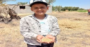 حصاد 24 ألف فدان من القمح في الشرقية