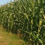 خريطة لزيادة إنتاجية محصول الذرة