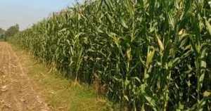 خريطة لزيادة إنتاجية محصول الذرة