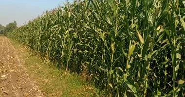 خريطة لزيادة إنتاجية محصول الذرة
