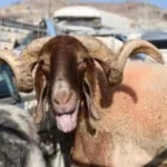 دليل وزارة الزراعة لاختيار الأضاحي وضمان سلامة اللحوم