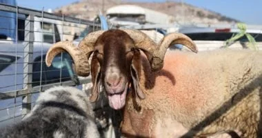 دليل وزارة الزراعة لاختيار الأضاحي وضمان سلامة اللحوم