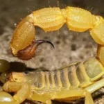 إصابات لدغات العقارب في الوادي الجديد بسبب ارتفاع الحرارة