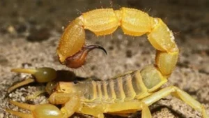 إصابات لدغات العقارب في الوادي الجديد بسبب ارتفاع الحرارة