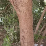 حصر وتكويد 4400 شجرة في قنا ضمن المبادرة الرئاسية