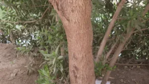 حصر وتكويد 4400 شجرة في قنا ضمن المبادرة الرئاسية