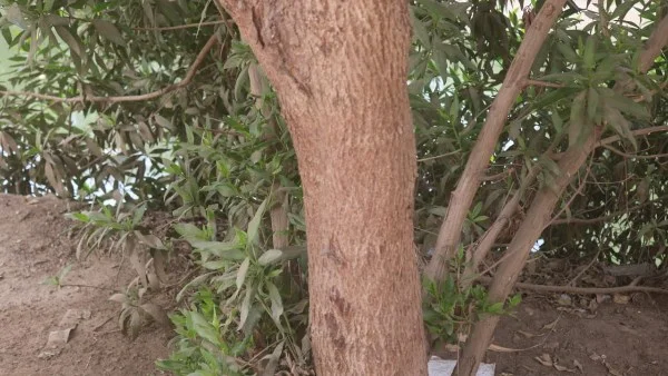 حصر وتكويد 4400 شجرة في قنا ضمن المبادرة الرئاسية