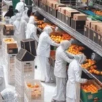 قفزة في الصادرات الغذائية المصرية تصل إلى 237 ألف طن