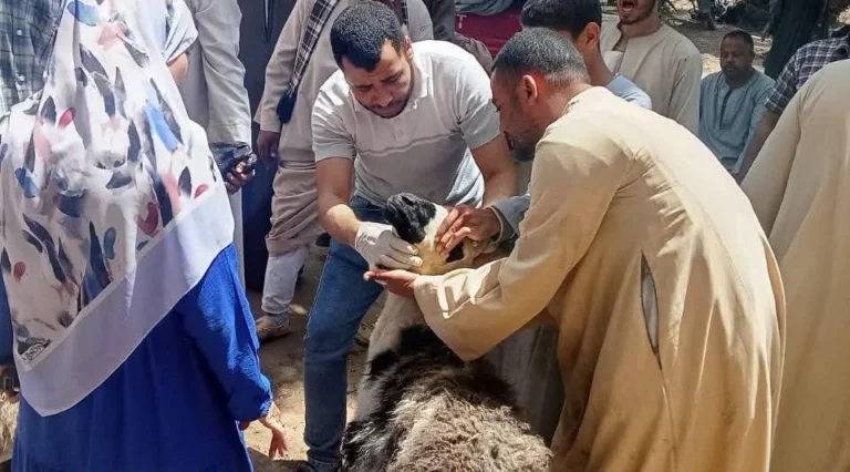 تسليم 850 رأس أغنام للمستفيدين في سوهاج