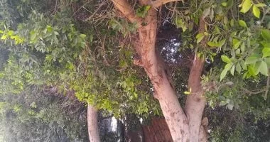 حصر 4400 شجرة في محافظة قنا لمبادرة 100 مليون شجرة