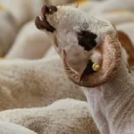 20 علامة لضمان سلامة الأضاحي قبل عيد الأضحى