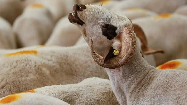 20 علامة لضمان سلامة الأضاحي قبل عيد الأضحى