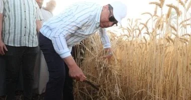 محافظ المنيا يشارك في حصاد القمح تأكيدًا على دعم الفلاحين