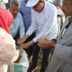 انطلاق يوم حصاد القمح في المنيا