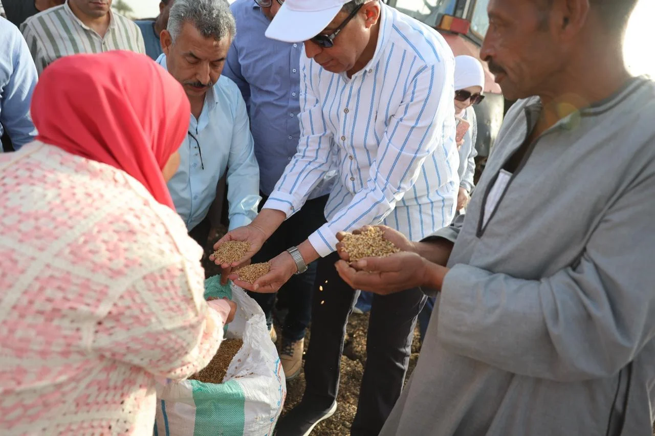 انطلاق يوم حصاد القمح في المنيا