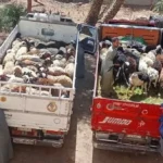 تسليم 850 رأس أغنام للمستفيدين في سوهاج