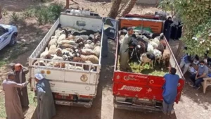 تسليم 850 رأس أغنام للمستفيدين في سوهاج